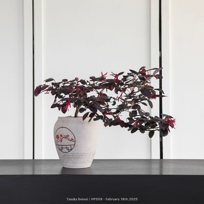 紅花繼木｜HP5093