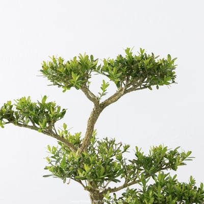 雀舌黃楊｜BHP5283