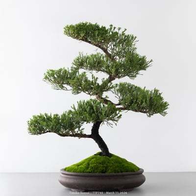 臺灣真柏｜TTP7401