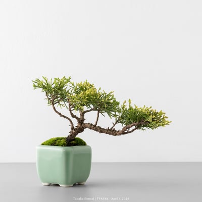 紀州真柏｜TPA5666