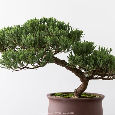 臺灣真柏｜TTP7389