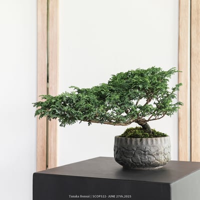 姬檜木｜SCOP5222