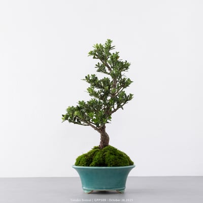 綠鑽羅漢松｜GPP5094