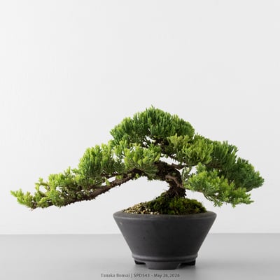 珍珠柏｜SPD5439
