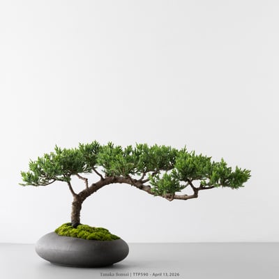 臺灣真柏｜TTP5903