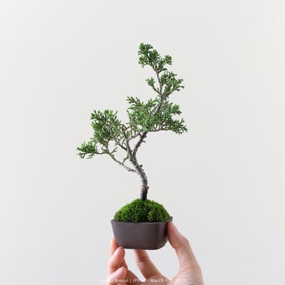 系魚川真柏｜IP5143