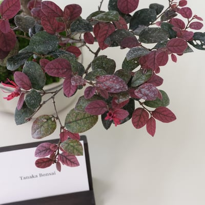 紅花繼木｜HP5117