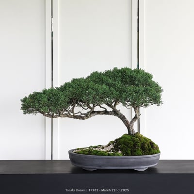 紀州真柏｜TP7827