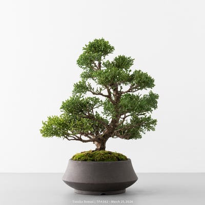 紀州真柏｜TPA5628