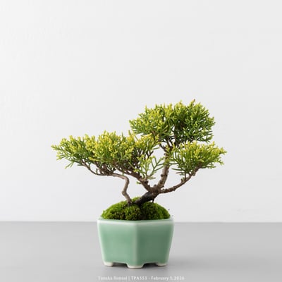 紀州真柏｜TPA5533