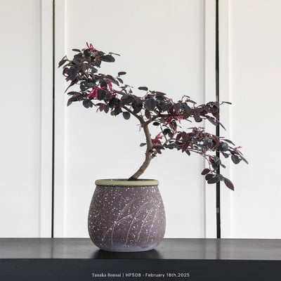 紅花繼木｜HP5082