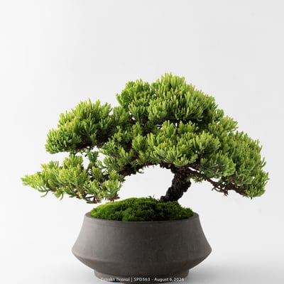 珍珠柏｜SPD5637