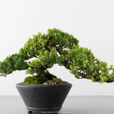珍珠柏｜SPD5435