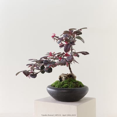 紅花繼木｜HP5105