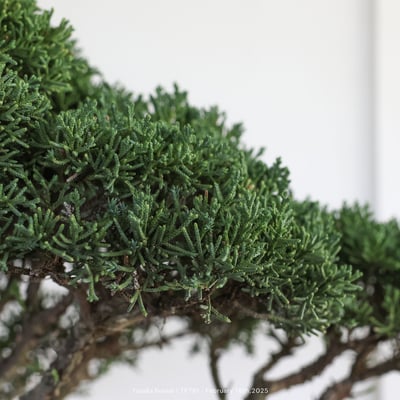 紀州真柏｜TP7817