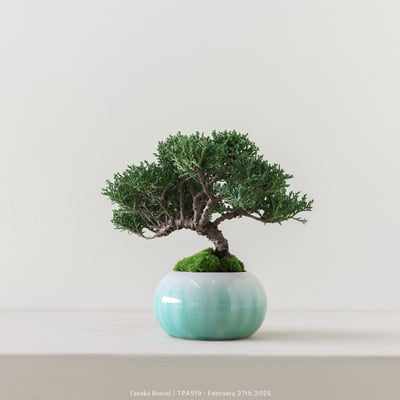 紀州真柏｜TPA5194