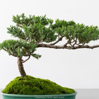 臺灣真柏｜TTP5792