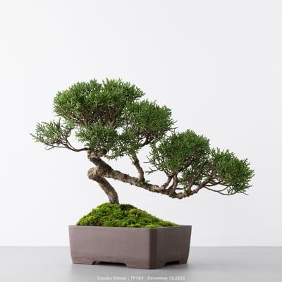 紀州真柏｜TP7847