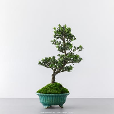 綠鑽羅漢松｜GPP5086