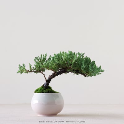 【官網限定】珍珠柏｜OWSP5041