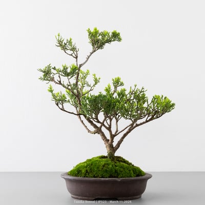 系魚川真柏｜IP5231