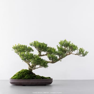 雀舌黃楊｜BHP7071