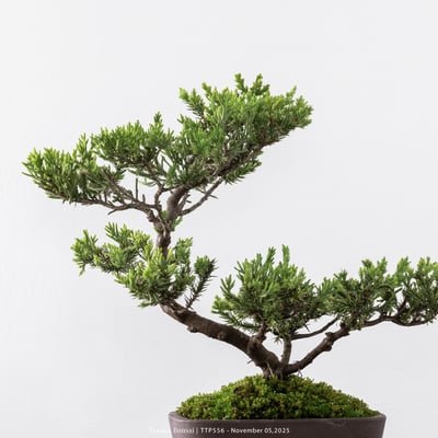 台灣真柏｜TTP5562