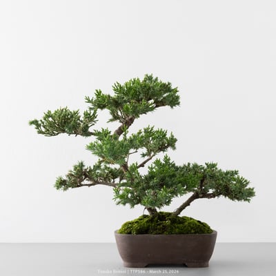 臺灣真柏｜TTP5865