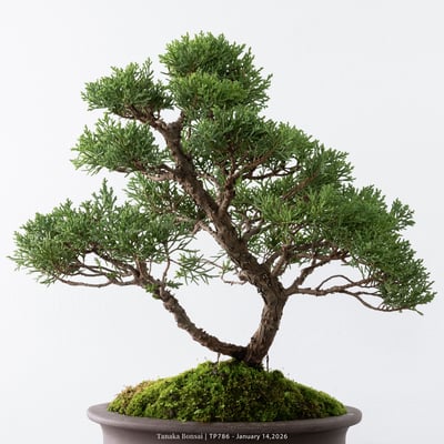 紀州真柏｜TP7868