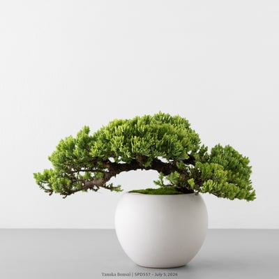 珍珠柏｜SPD5574