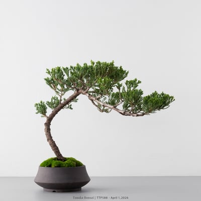 臺灣真柏｜TTP5883