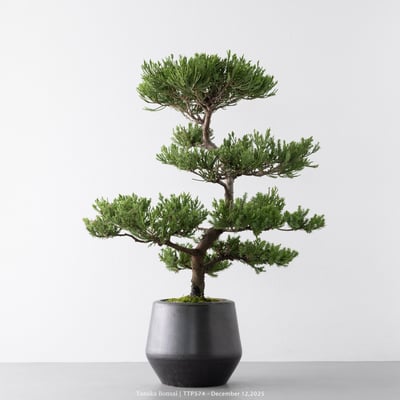 台灣真柏｜TTP5744