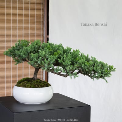 臺灣真柏｜TTP5926