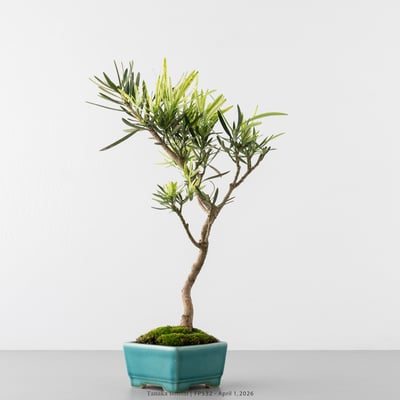 虎斑羅漢松｜FP5324