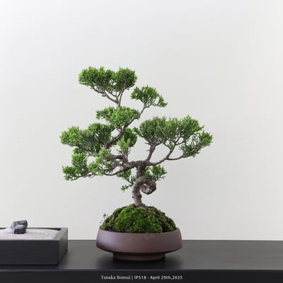 系魚川真柏｜IP5185