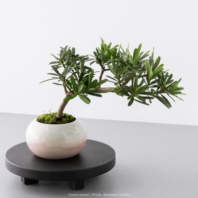 晶鑽羅漢松｜FP5282