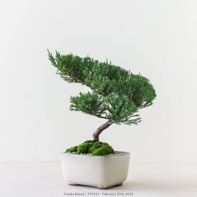 台灣真柏｜TTP5372