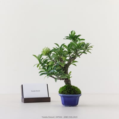 矮仙丹 [白花] | IXP5041