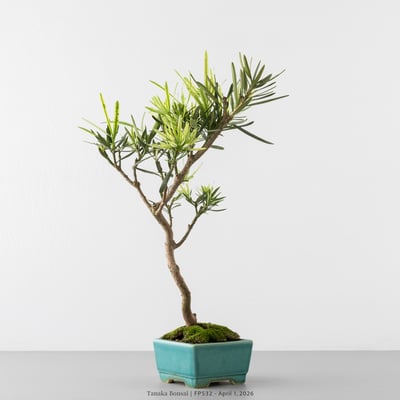 虎斑羅漢松｜FP5326