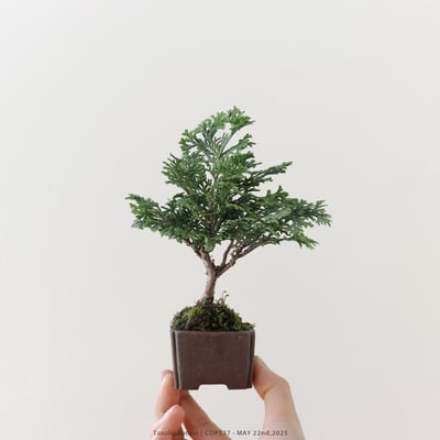 日本青檜｜COP5371