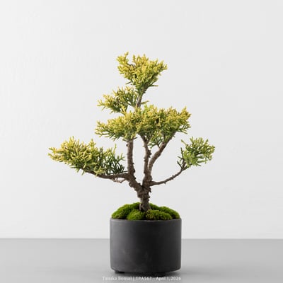 紀州真柏｜TPA5673