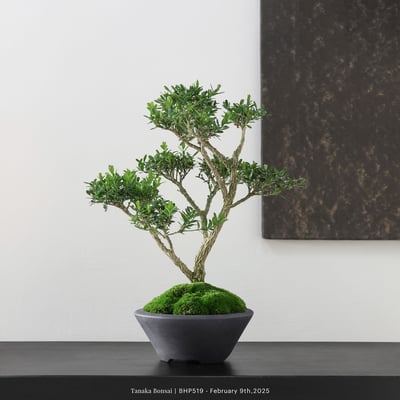 雀舌黃楊｜BHP5193