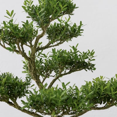 雀舌黃楊｜BHP5247