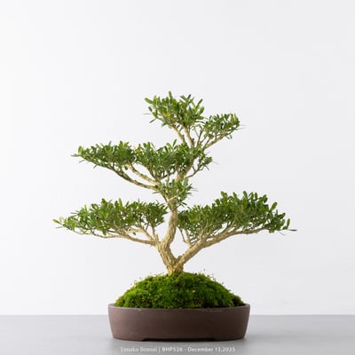 雀舌黃楊｜BHP5267