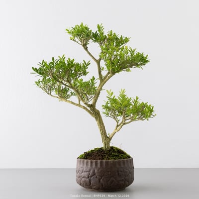 雀舌黃楊｜BHP5296