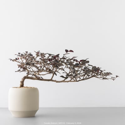 紅花繼木｜HP5185