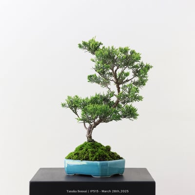 系魚川真柏｜IP5155