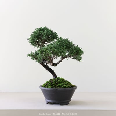 紀州真柏｜TPA5225