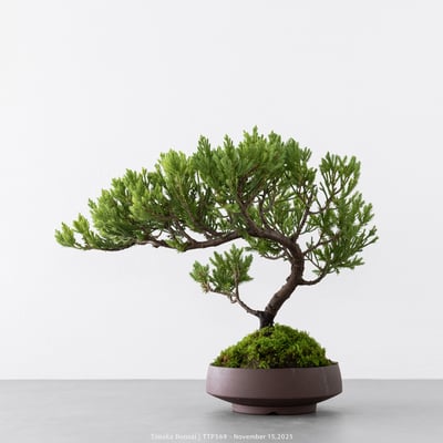 台灣真柏｜TTP5696