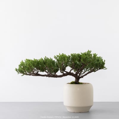 台灣真柏｜TTP5728